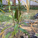 Illustration for article titled My Milkweed Plants Have Some Guests
